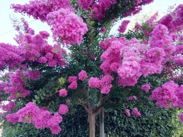 Crape Myrtle Pruning in Madison