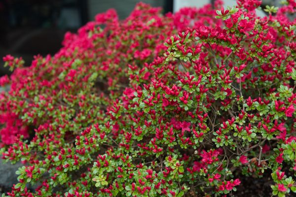 Weigela Removal Service in Madison