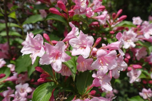 Weigela Pruning Service in Madison