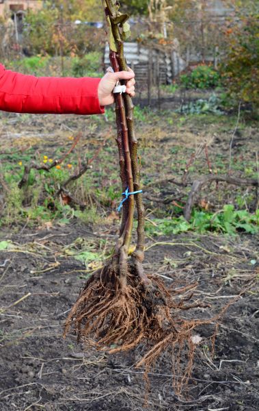 Shrub Root Removal in Madison