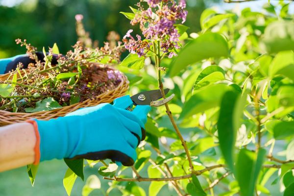 Lilac Trimming Service in Madison