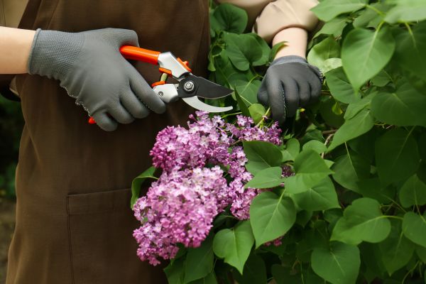 Lilac Pruning Service in Madison