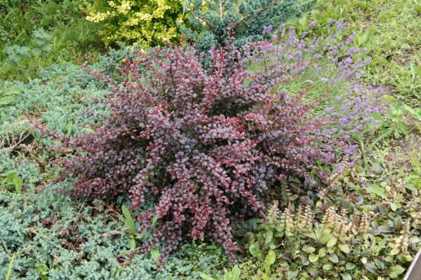Japanese Barberry Removal in Madison