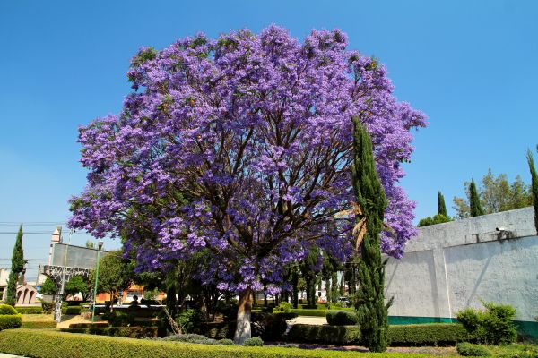 Jacaranda Pruning in Madison