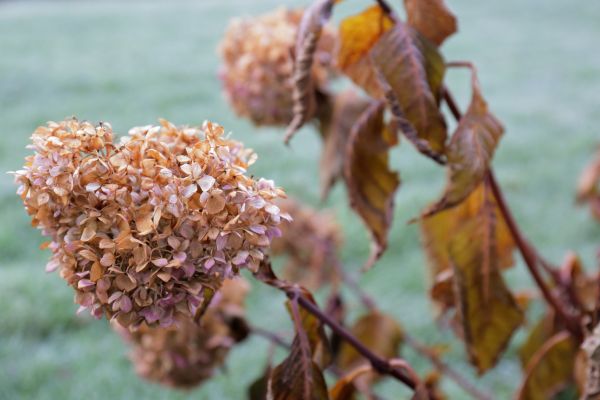 Hydrangea Removal in Madison