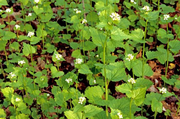 Garlic Mustard Removal in Madison