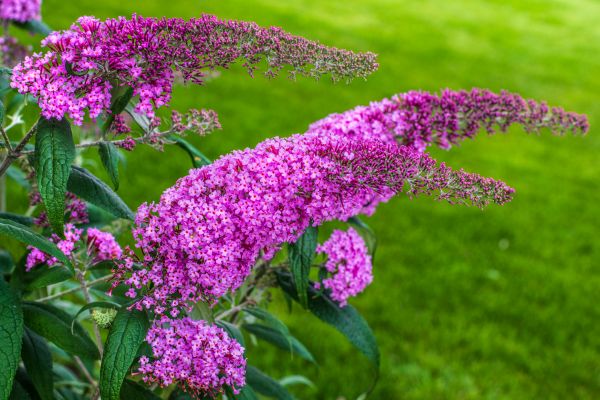 Butterfly Bush Removal in Madison