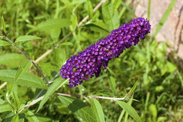 Butterfly Bush Pruning in Madison