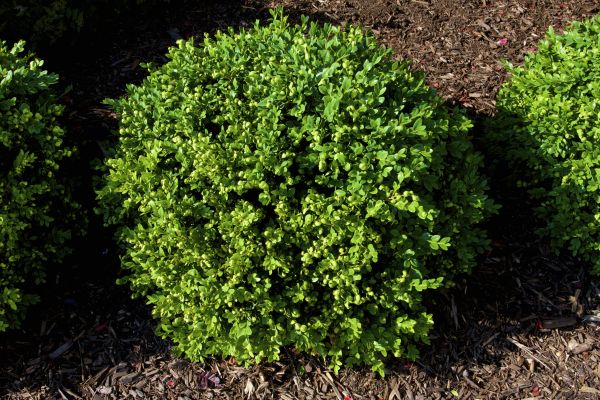 Boxwood Removal in Madison