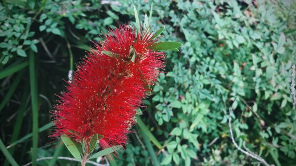 Bottlebrush Pruning in Madison