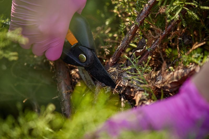 Close-up of Sharp Pruning Shears