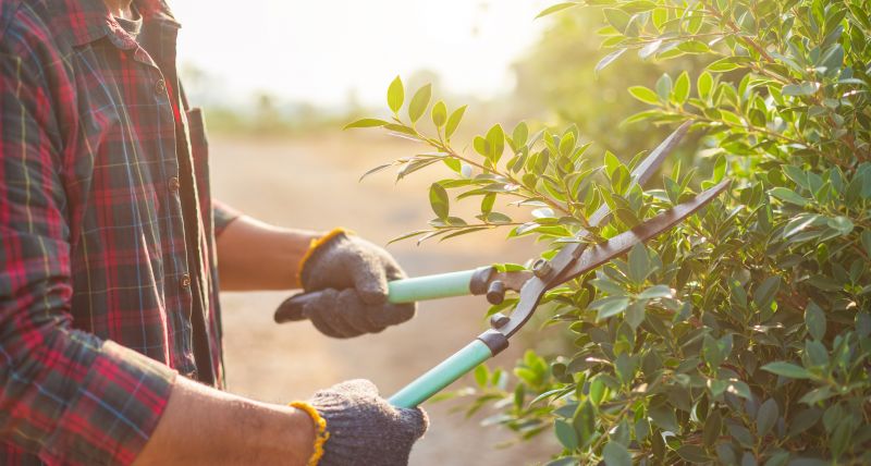 Tools for Shrub Trimming